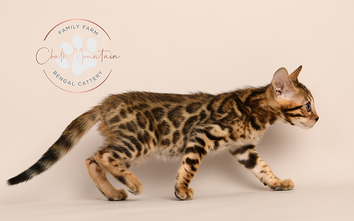 Bengal kitten for sale